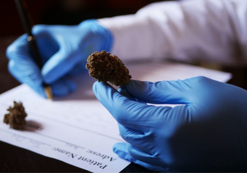 A person holding a marijuana bud in their hands.